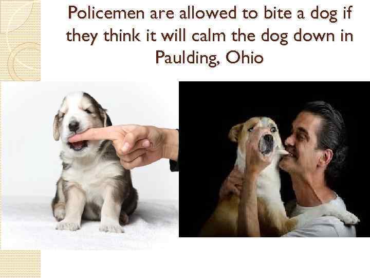 Policemen are allowed to bite a dog if they think it will calm the