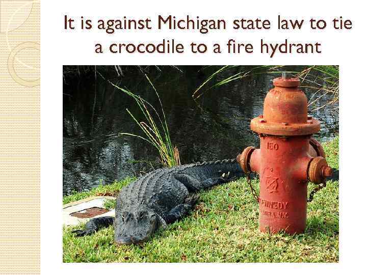 It is against Michigan state law to tie a crocodile to a fire hydrant