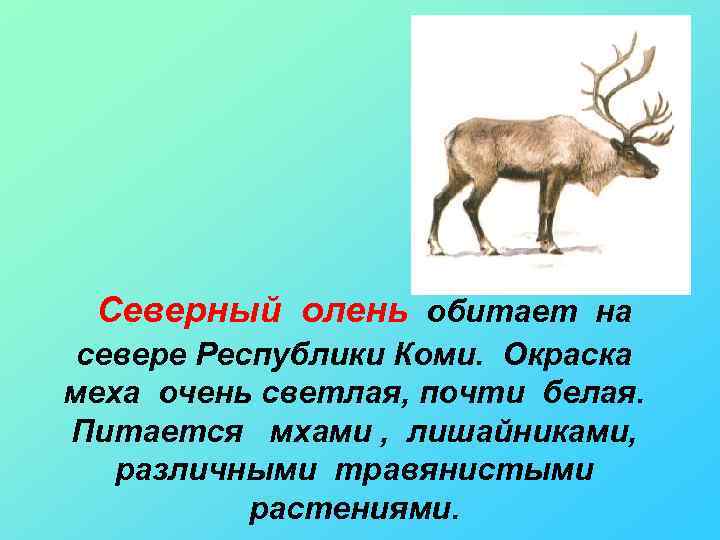 Поведенческие признаки северного оленя. Северный олень красная книга. Северный олень Коми. Животные красной книги Республики Коми. Олень который обитает на севере.