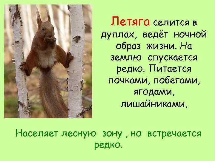 Летяга селится в дуплах, ведёт ночной образ жизни. На землю спускается редко. Питается почками,