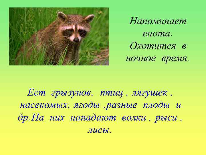 Напоминает енота. Охотится в ночное время. Ест грызунов, птиц , лягушек , насекомых, ягоды