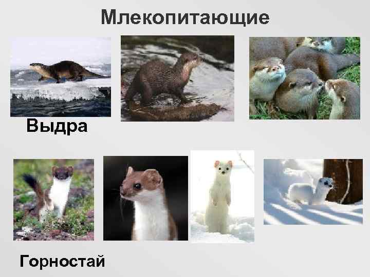 Млекопитающие Выдра Горностай 