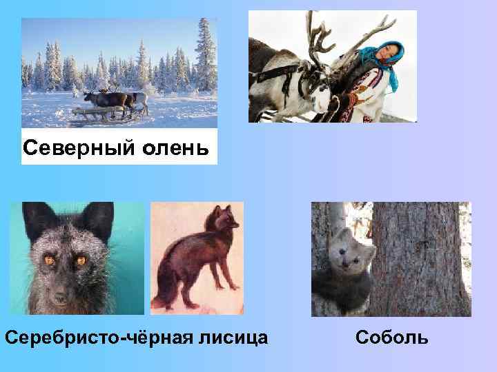 Северный олень Серебристо-чёрная лисица Соболь 