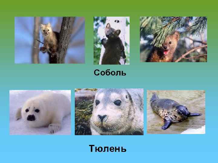 Соболь Тюлень 