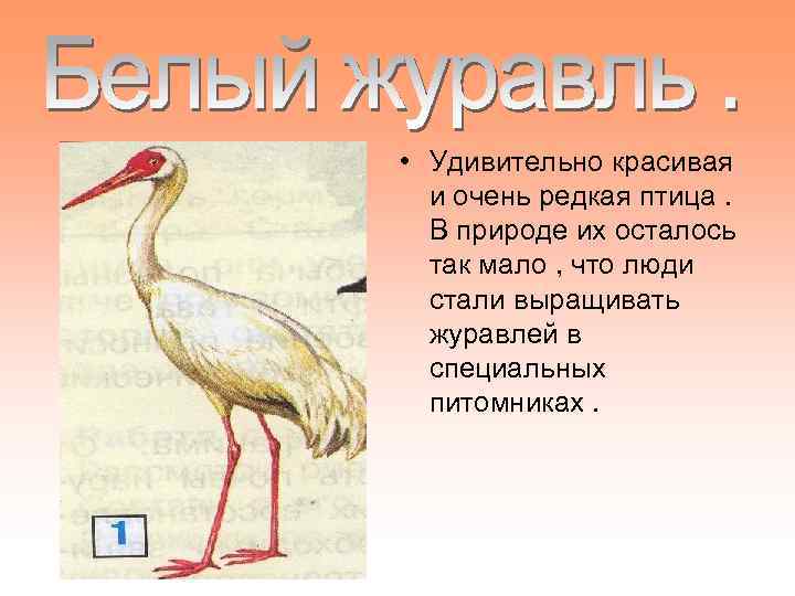  • Удивительно красивая и очень редкая птица. В природе их осталось так мало