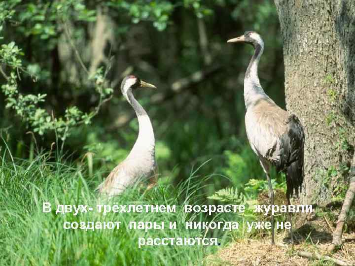 В двух- трёхлетнем возрасте журавли создают пары и никогда уже не расстаются. 