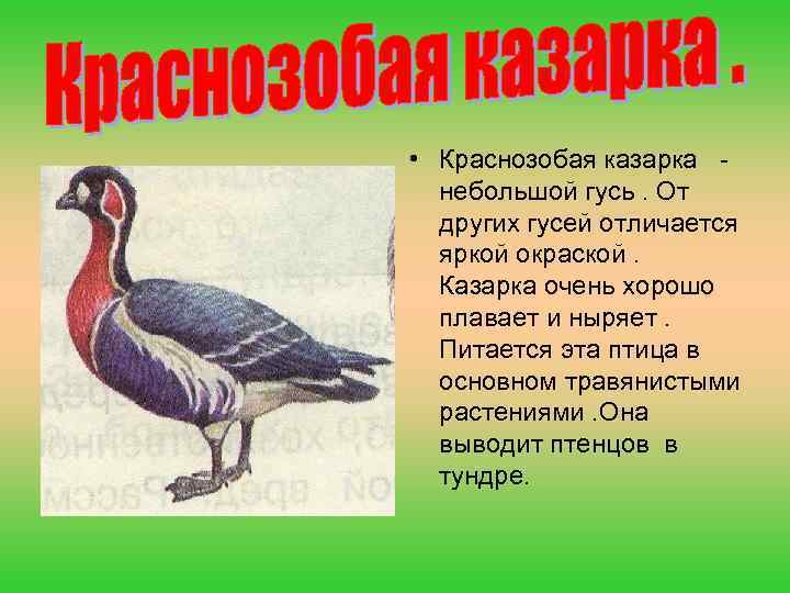  • Краснозобая казарка небольшой гусь. От других гусей отличается яркой окраской. Казарка очень