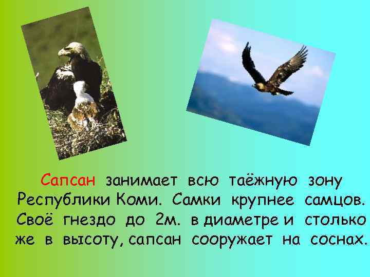 Сапсан занимает всю таёжную зону Республики Коми. Самки крупнее самцов. Своё гнездо до 2