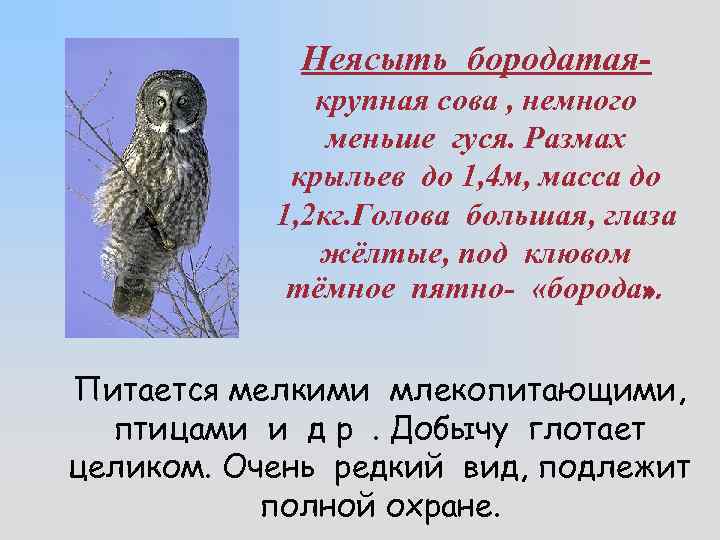 Неясыть бородатаякрупная сова , немного меньше гуся. Размах крыльев до 1, 4 м, масса