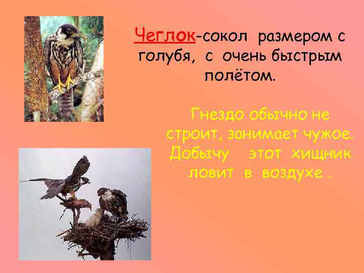 Чеглок-сокол размером с голубя, с очень быстрым полётом. Гнездо обычно не строит, занимает чужое.