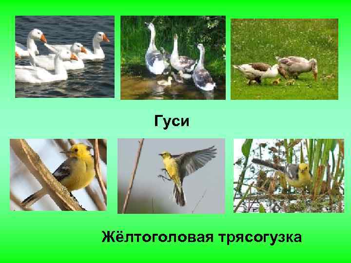 Гуси Жёлтоголовая трясогузка 