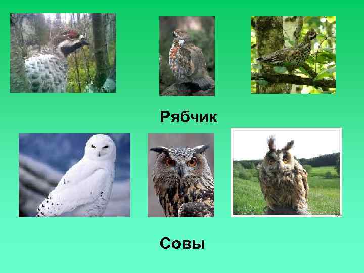 Рябчик Совы 