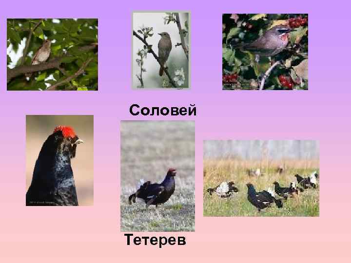 Соловей Тетерев 