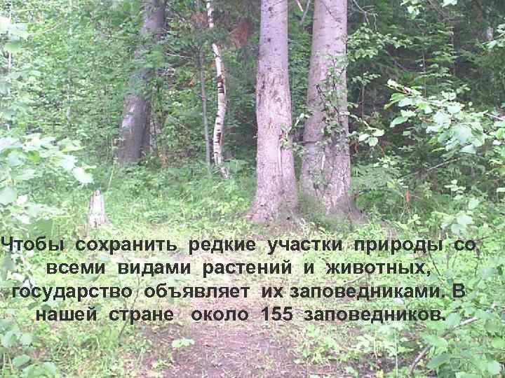 Чтобы сохранить редкие участки природы со всеми видами растений и животных, государство объявляет их