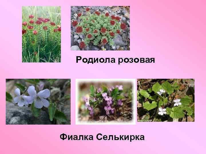 Родиола розовая Фиалка Селькирка 