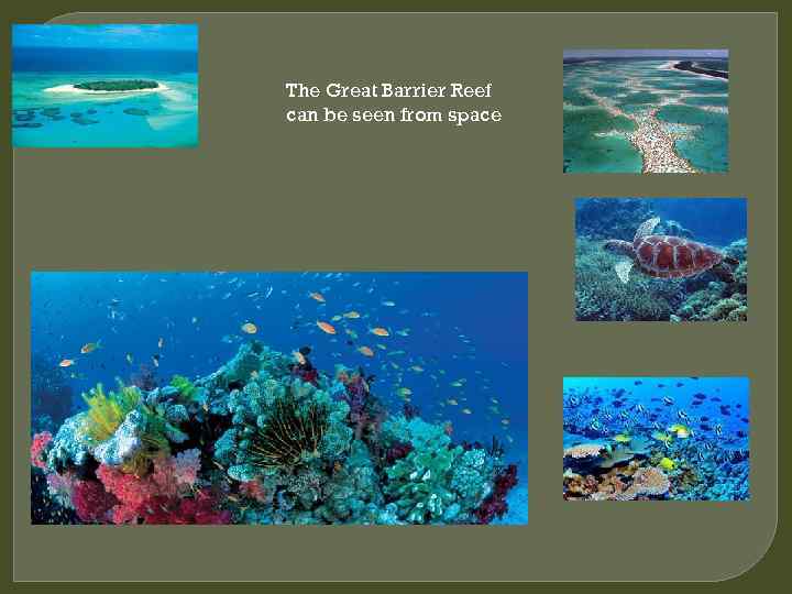 The Great Barrier Reef can be seen from space 