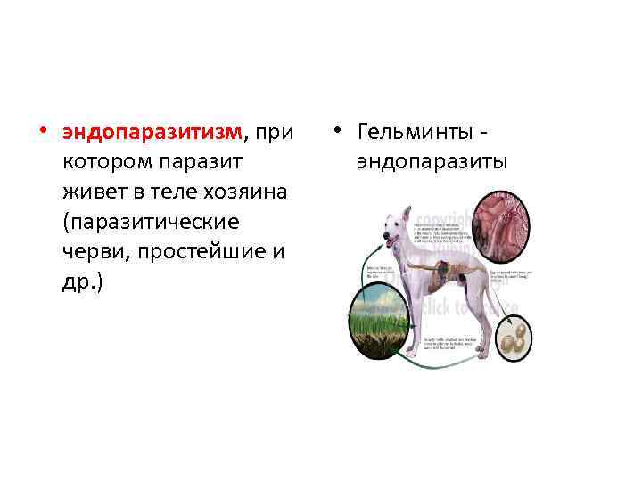 Рассмотрите рисунок на котором изображен взрослый паразитический червь укажите