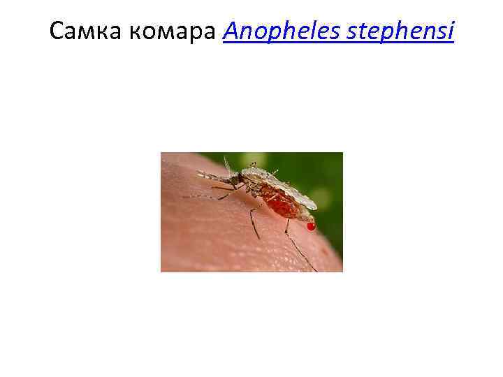 Самка комара Anopheles stephensi 