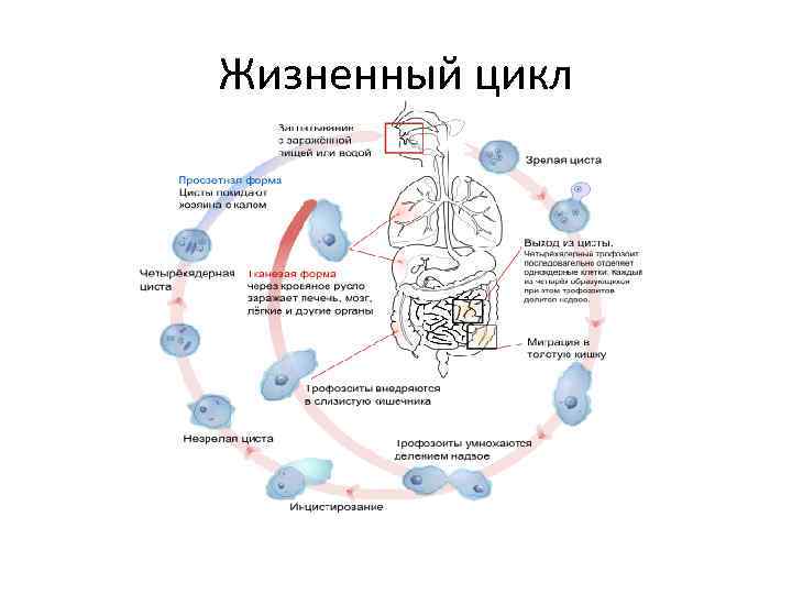 Жизненный цикл 