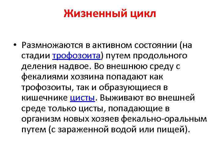 Жизненный цикл • Размножаются в активном состоянии (на стадии трофозоита) путем продольного деления надвое.