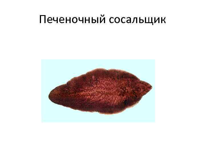 Печеночный сосальщик 