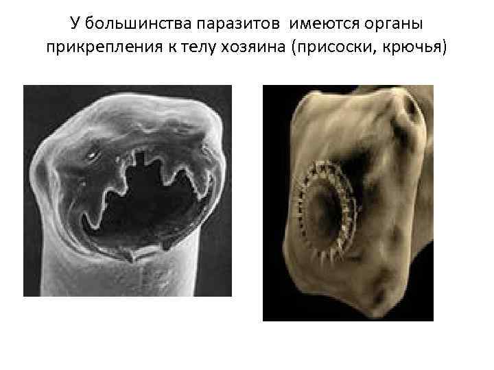 У большинства паразитов имеются органы прикрепления к телу хозяина (присоски, крючья) 