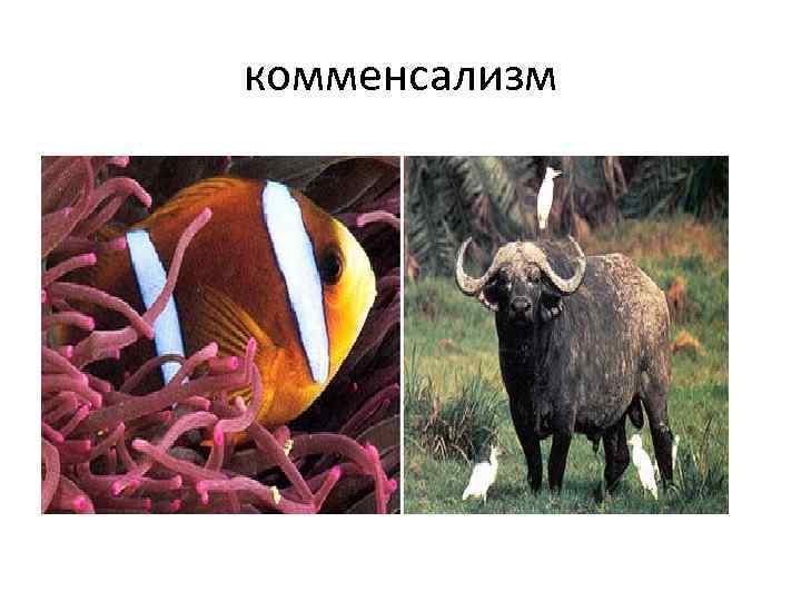 комменсализм 