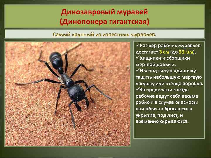 Динозавровый муравей. Муравей Dinoponera. Динозавровый муравей (динопонера гигантская). Гигантский муравей. Самый крупный муравей.