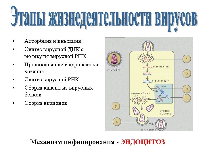 Синтез вирусного белка. Синтез вирусной ДНК. Синтез вирусной РНК. Синтез вирусных ДНК В большинстве случаев осуществляется:. Синтез белков вирусного капсида.