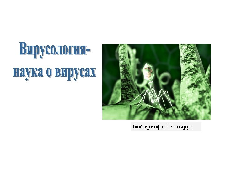 бактериофаг T 4 -вирус 