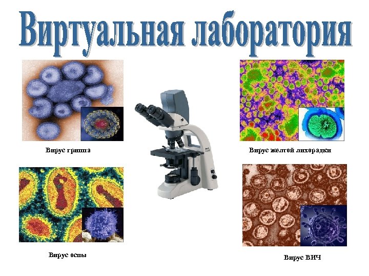 Вирус гриппа Вирус оспы Вирус желтой лихорадки Вирус ВИЧ 