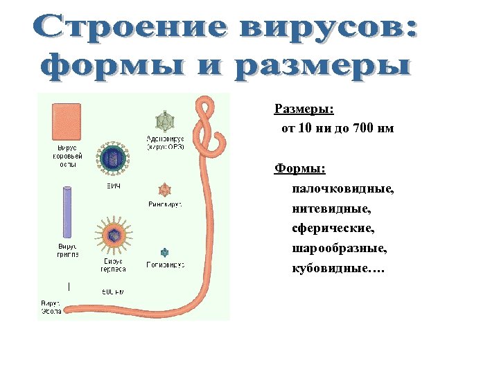 Размеры: от 10 ни до 700 нм Формы: палочковидные, нитевидные, сферические, шарообразные, кубовидные…. 