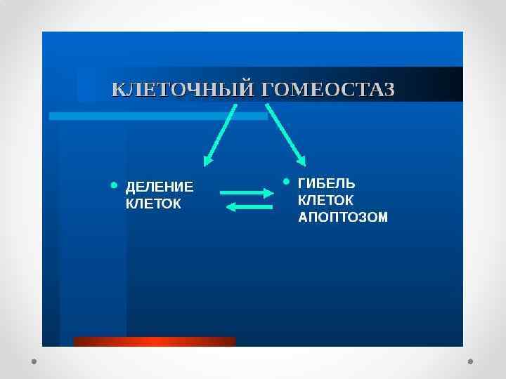 Презентация механизмы старения