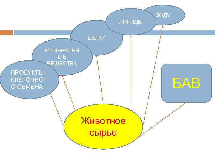 ВОДУ ЛИПИДЫ БЕЛКИ МИНЕРАЛЬН ЫЕ ВЕЩЕСТВА ПРОДУКТЫ КЛЕТОЧНОГ О ОБМЕНА БАВ Животное сырье 