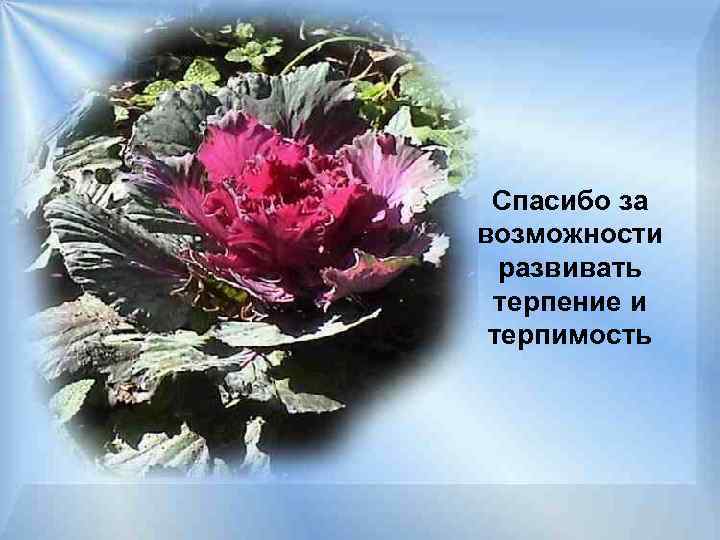 Спасибо за возможности развивать терпение и терпимость 