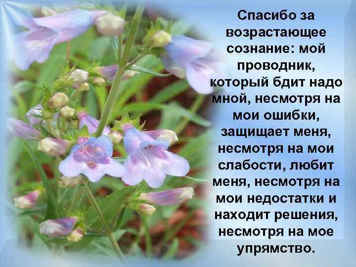 Спасибо за возрастающее сознание: мой проводник, который бдит надо мной, несмотря на мои ошибки,