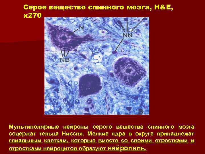 Серое вещество спинного мозга, H&E, x 270 Мультиполярные нейроны серого вещества спинного мозга содержат