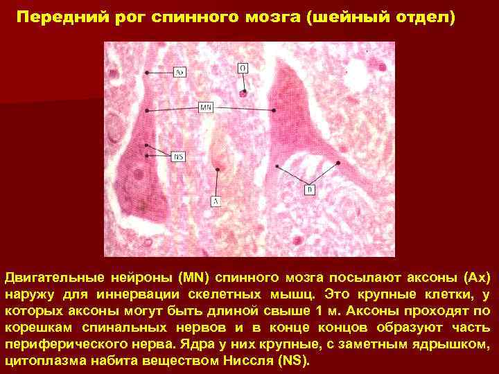 Передний рог спинного мозга (шейный отдел) Двигательные нейроны (MN) спинного мозга посылают аксоны (Ax)