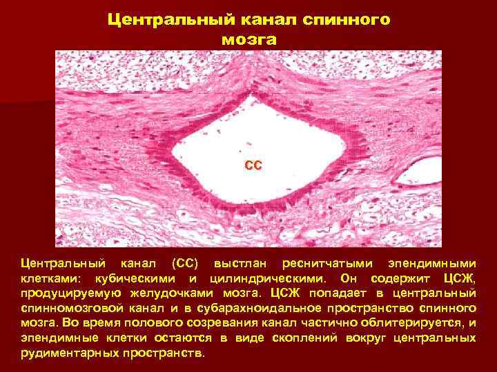 Центральный канал спинного мозга CC Центральный канал (CC) выстлан реснитчатыми эпендимными клетками: кубическими и