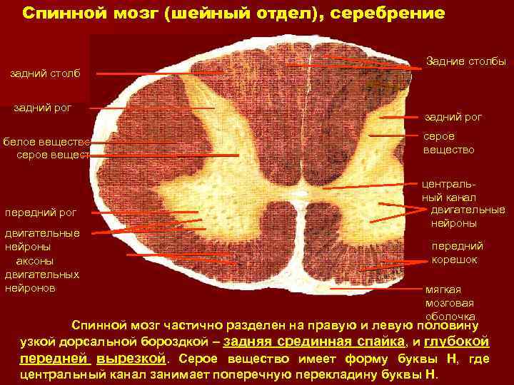 Задние столбы спинного. Столбы спинного мозга. Задние столбы спинного мозга. Передние и боковые столбы спинного мозга. Передние задние боковые столбы спинного мозга.