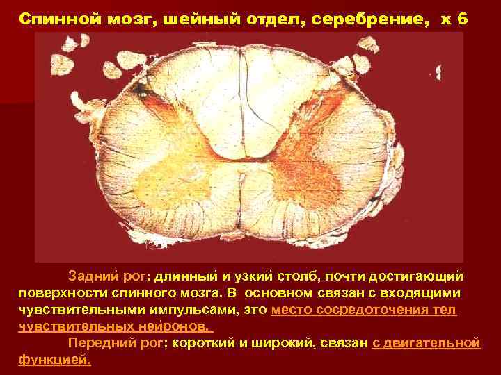 Спинной мозг, шейный отдел, серебрение, x 6 Задний рог: длинный и узкий столб, почти