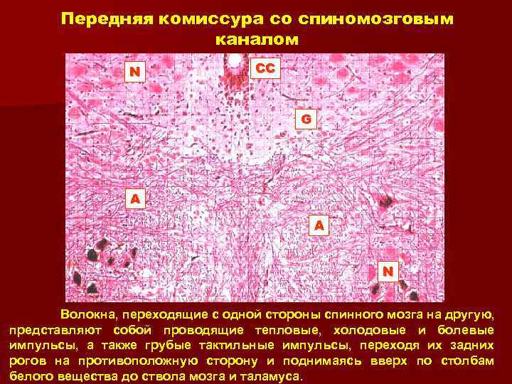 Презентация по гистологии нервная система