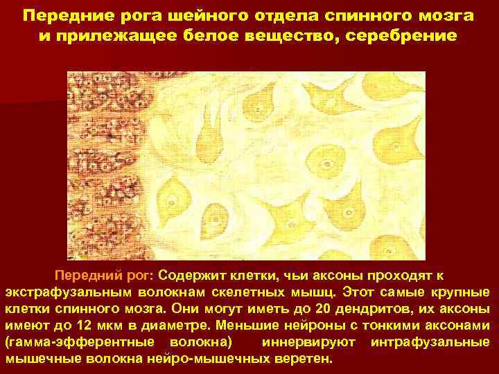 Передние рога шейного отдела спинного мозга и прилежащее белое вещество, серебрение Передний рог: Содержит