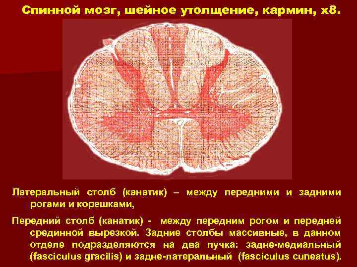Спинной мозг, шейное утолщение, кармин, x 8. Латеральный столб (канатик) – между передними и
