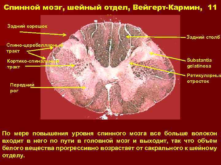Отросток мозга 4. Шейный отдел спинного мозга. Желатинозная субстанция спинного. Substantia gelatinosa спинного мозга. Срез спинного мозга строение.