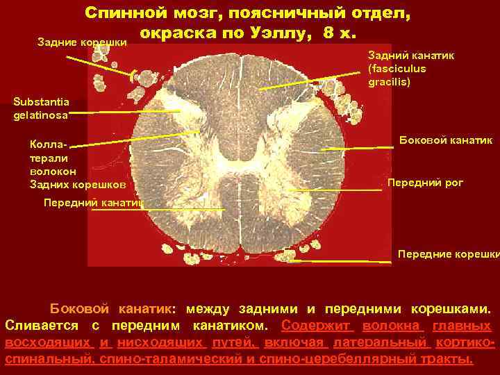 Спинной мозг, поясничный отдел, окраска по Уэллу, 8 x. Задние корешки Задний канатик (fasciculus