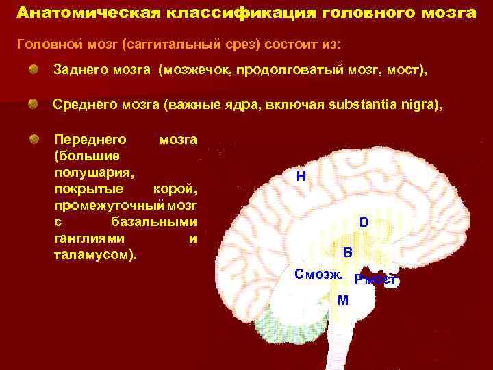 Задний отдел головного мозга состоит. Классификация отделов головного мозга. Анатомическая классификация отделов головного мозга. Классификация отделов головного мозга по развитию. Коасификацтя отделрв мощга.