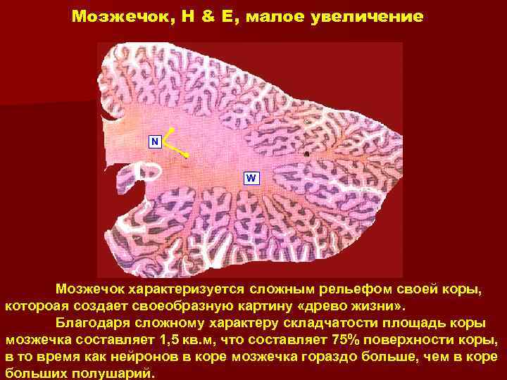 Мозжечок, H & E, малое увеличение N W Мозжечок характеризуется сложным рельефом своей коры,