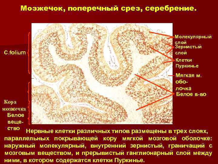 Мозжечок, поперечный срез, серебрение. C. folium Молекулярный слой Зернистый слой Клетки Пуркинье Мягкая м.