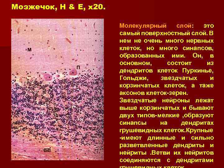 Мозжечок, H & E, x 20. M П БВ Молекулярный слой: это самый поверхностный